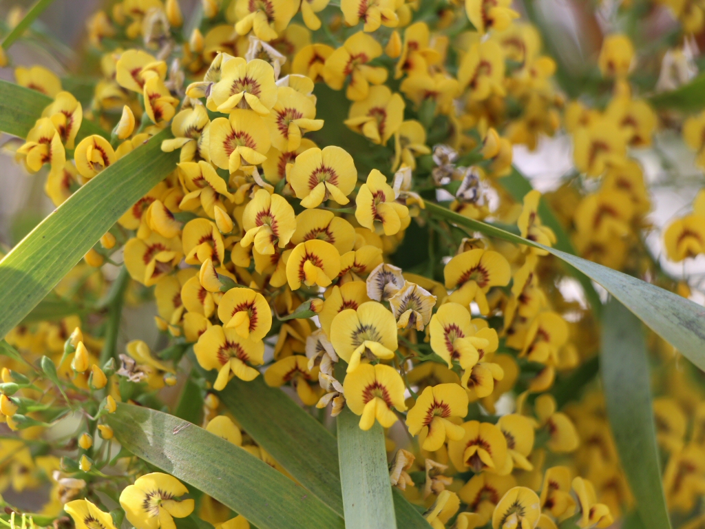 Daviesia arborea – Golden Pea Tree