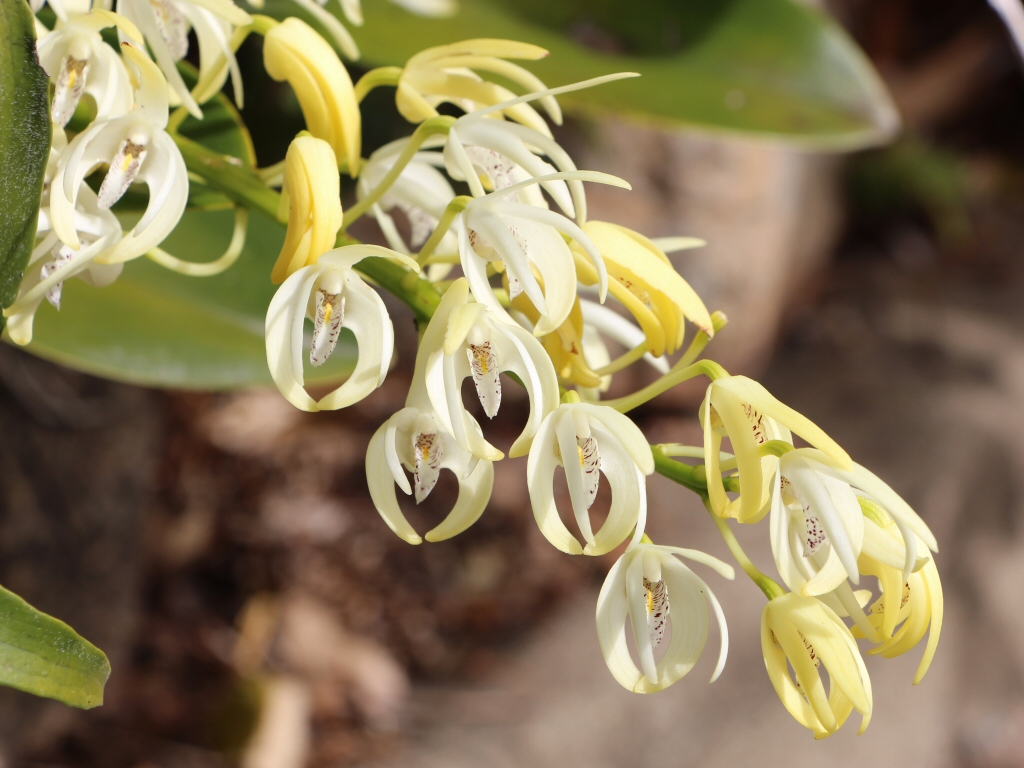 Dendrobium falcorostrum – Beech Orchid