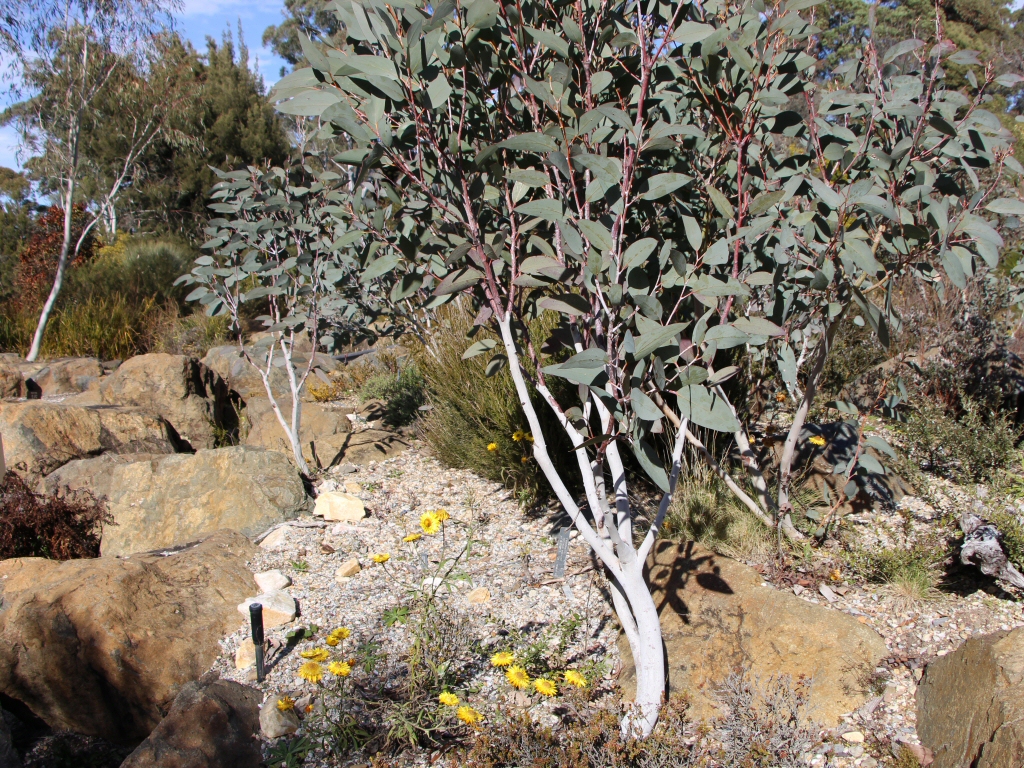 Eucalyptus pauciflora – Snow Gum