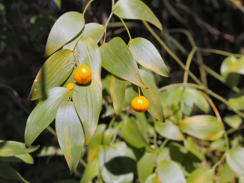 Eustrephus latifolius – Wombat Berry