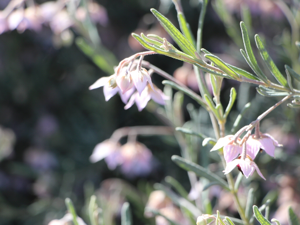 Guichenotia ledifolia