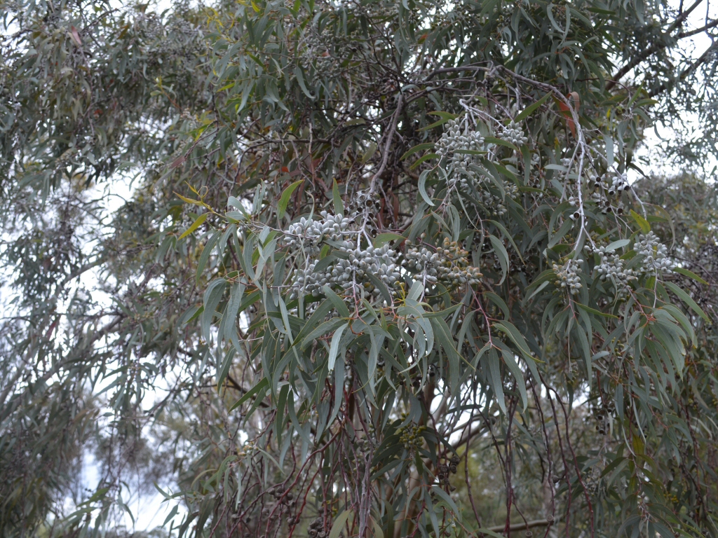 Eucalyptus campaspe – Silver Gimlet