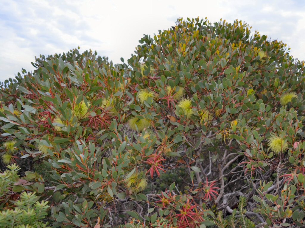 Eucalyptus lehmannii – Bushy Yate