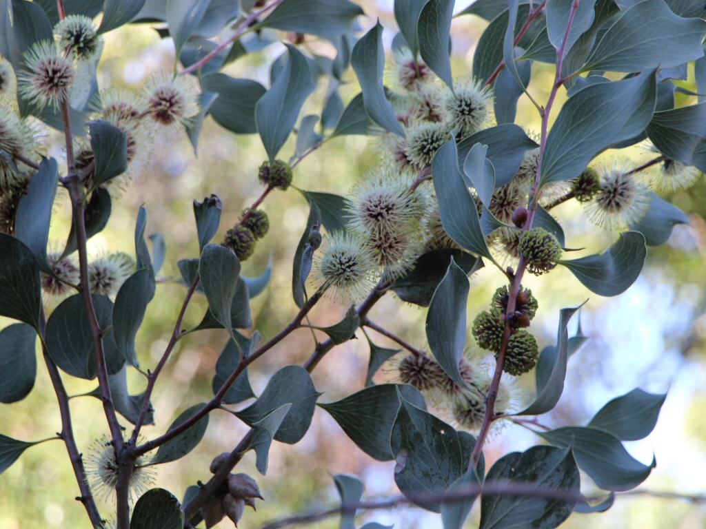 Hakea petiolaris – Sea Urchin Hakea