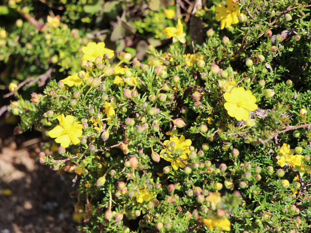 Hibbertia pedunculata – Guinea Flower