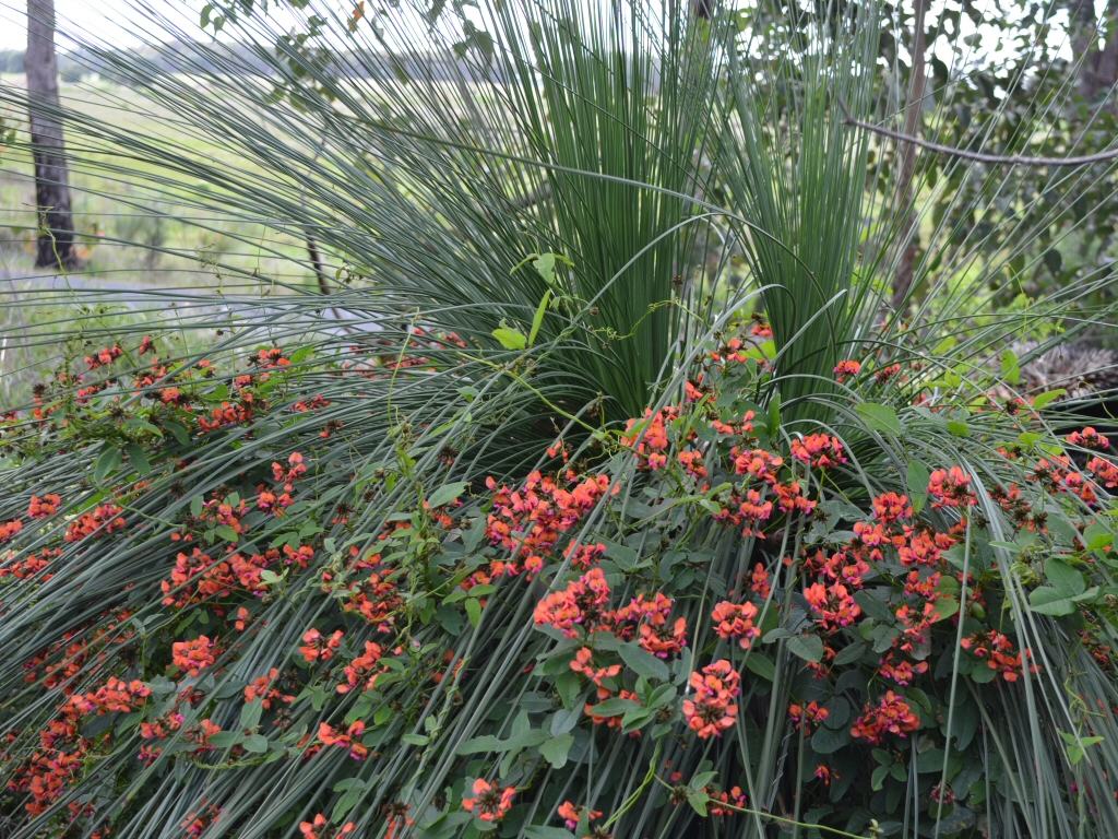 Kennedia coccinea – Coral Vine