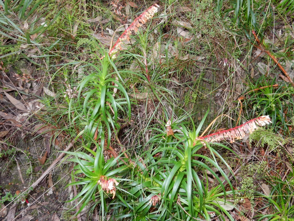 Dracophyllum secundum