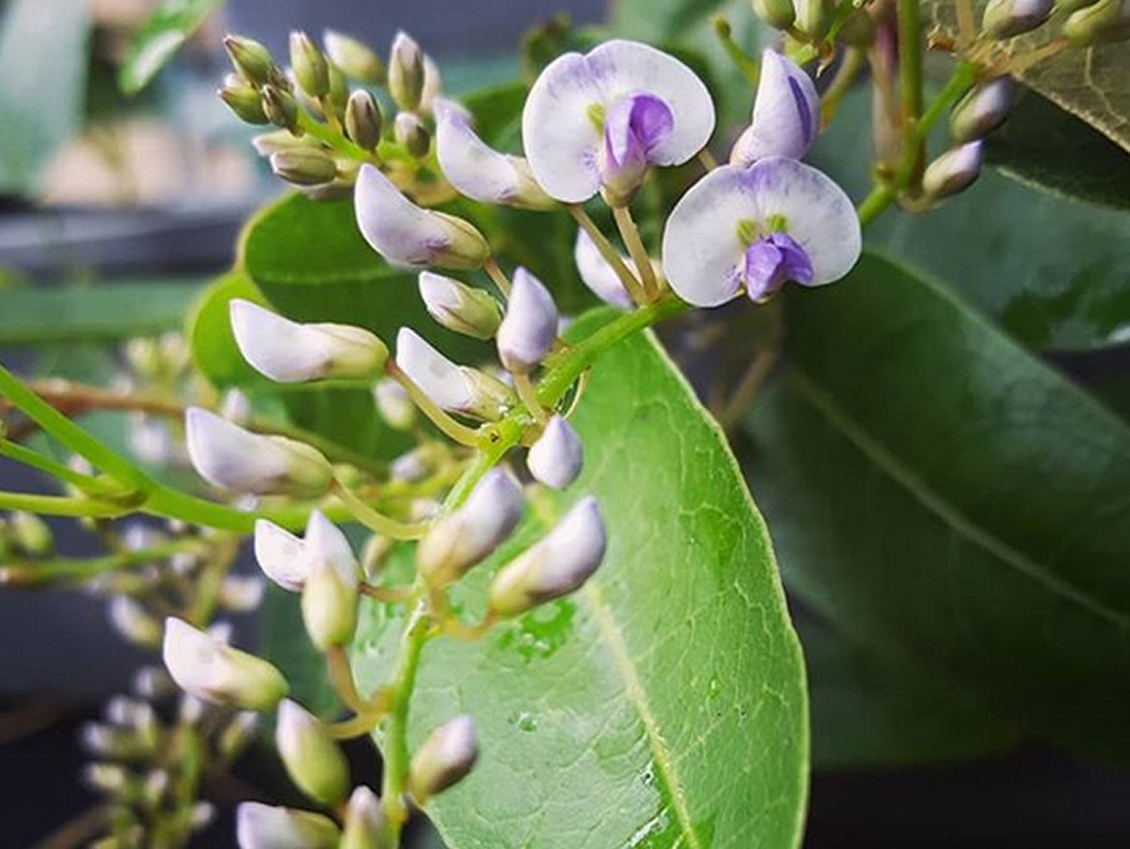 Hardenbergia violacea ‘Mystic Marvel’