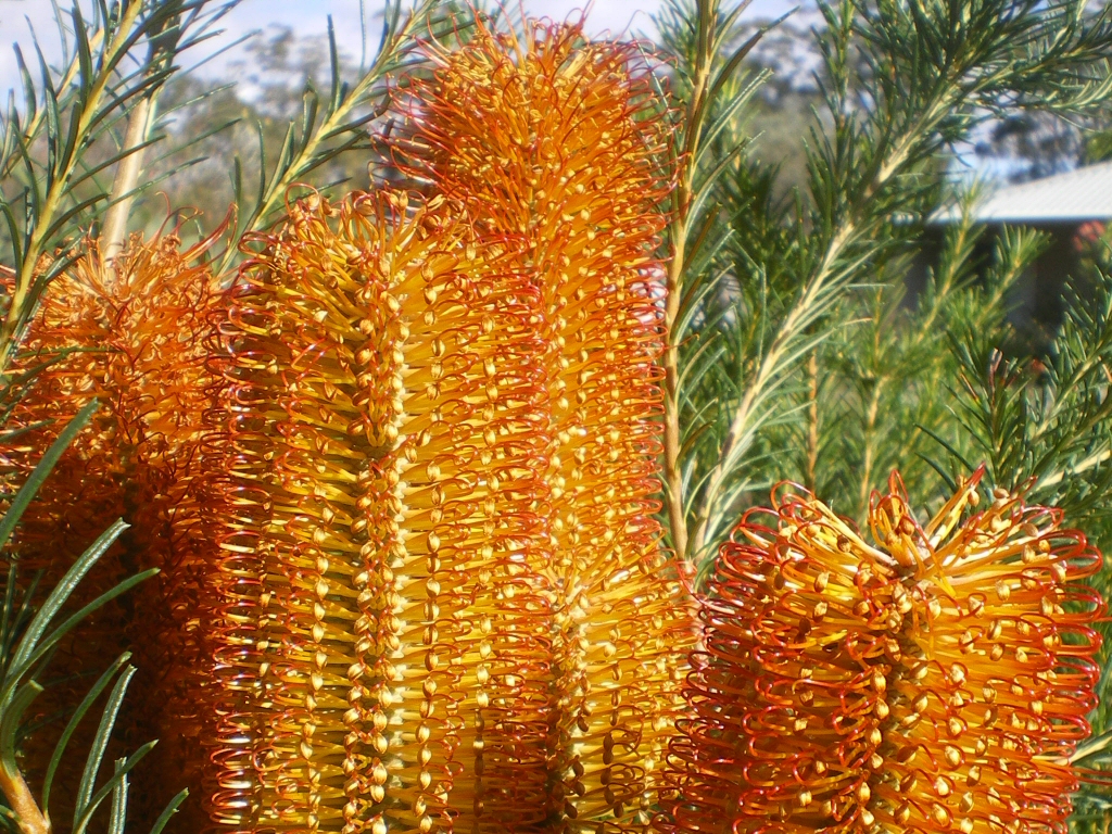 Banksia hybrid ‘Bird Song’