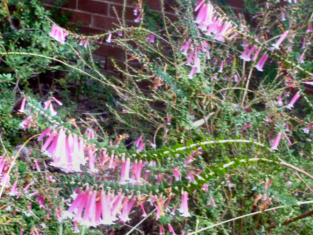 Epacris longiflora ‘Nectar Pink’