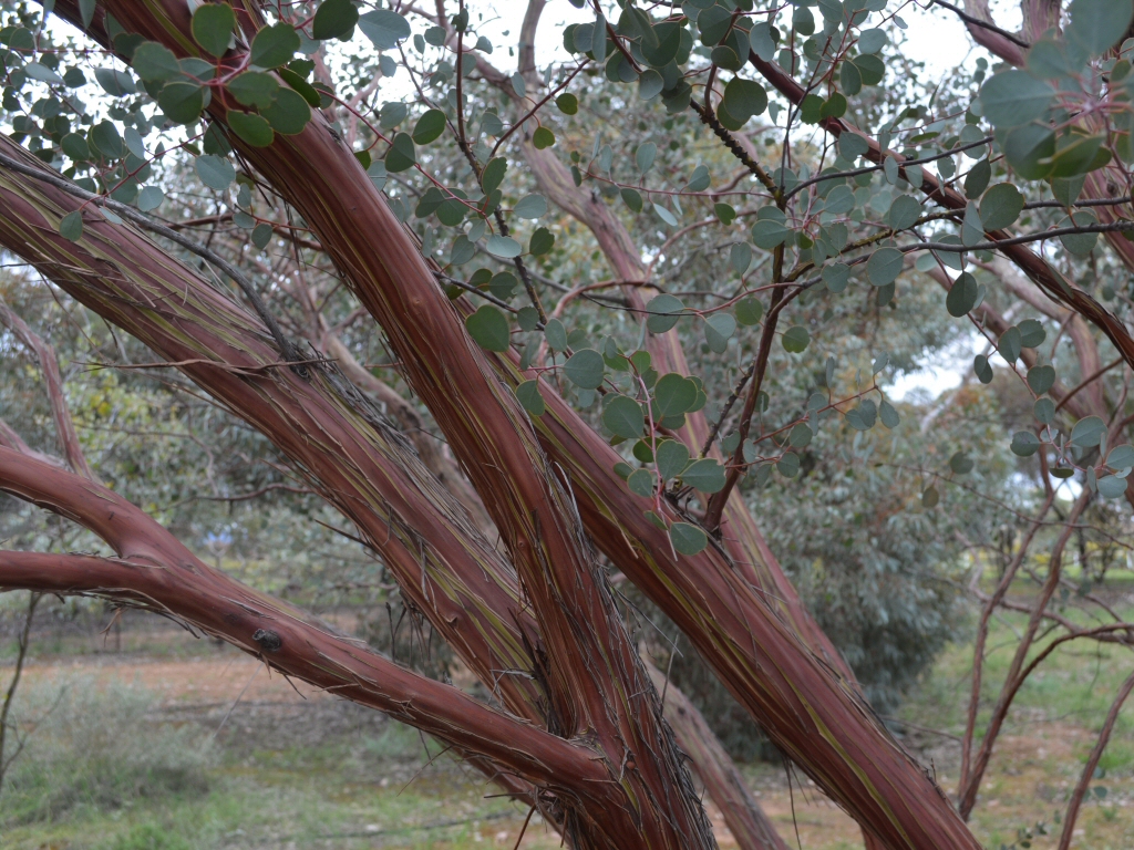 Eucalyptus websteriana