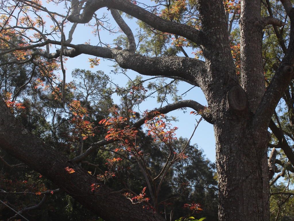 Toona ciliata – Red Cedar