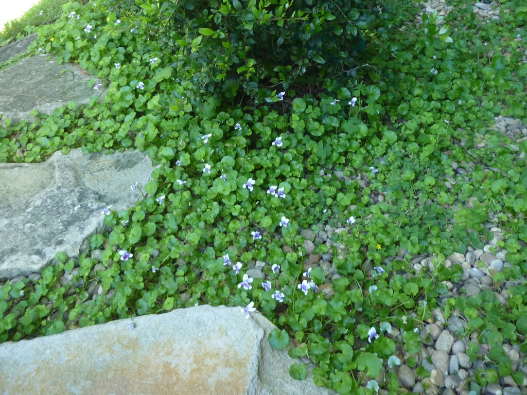 Viola hederacea – Native Violet