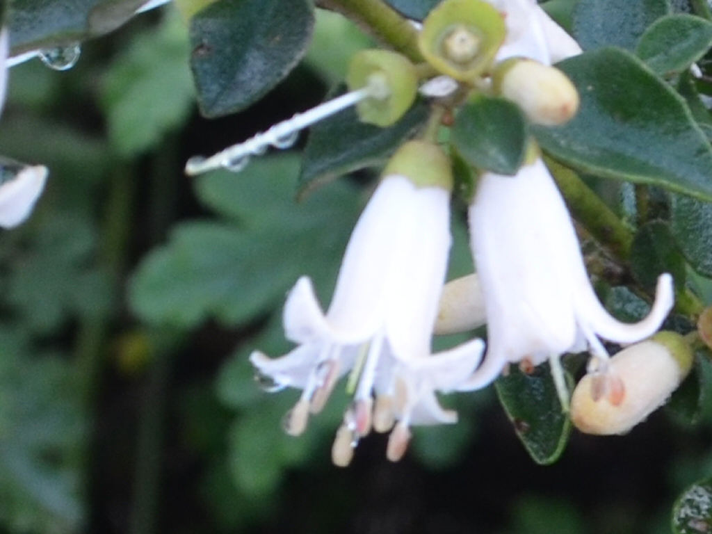 Correa ‘Snowbelle’
