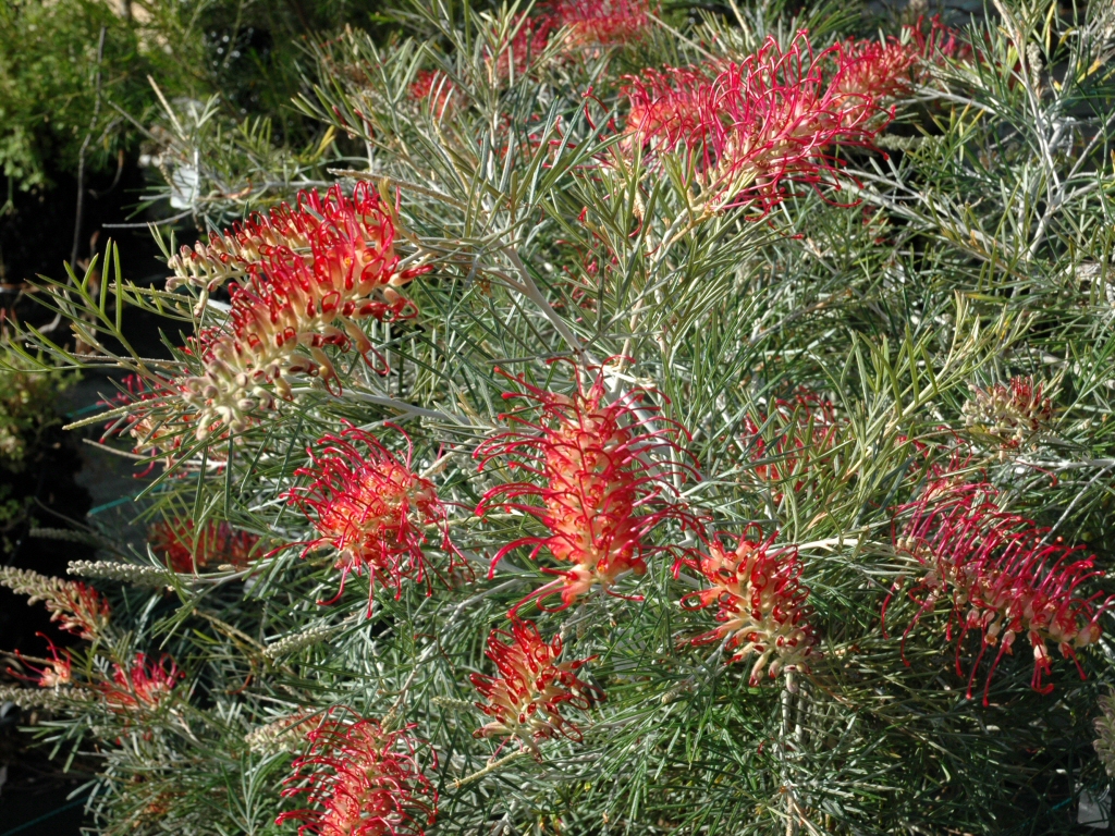 Grevillea ‘RSL Spirit Of Anzac’