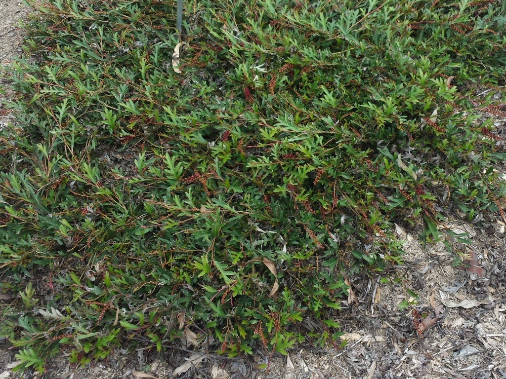 Grevillea hybrid ‘Aussie Crawl’
