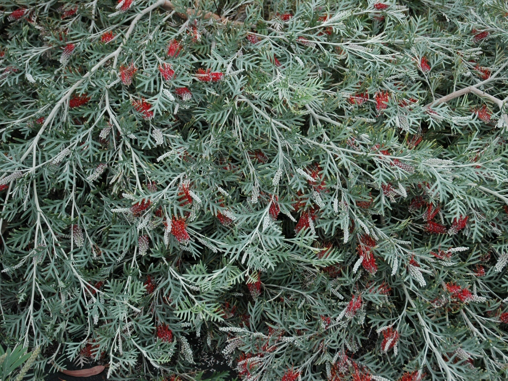 Grevillea ‘Red Coral’