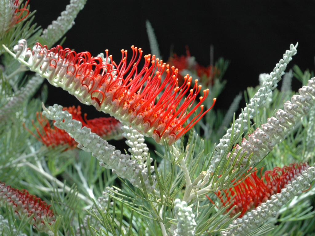 Grevillea ‘Scarlet Moon’