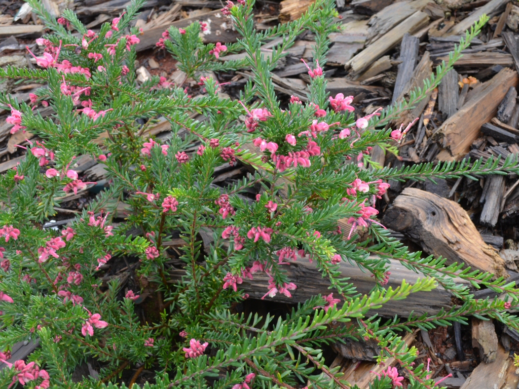 Grevillea lanigera ‘Celia’