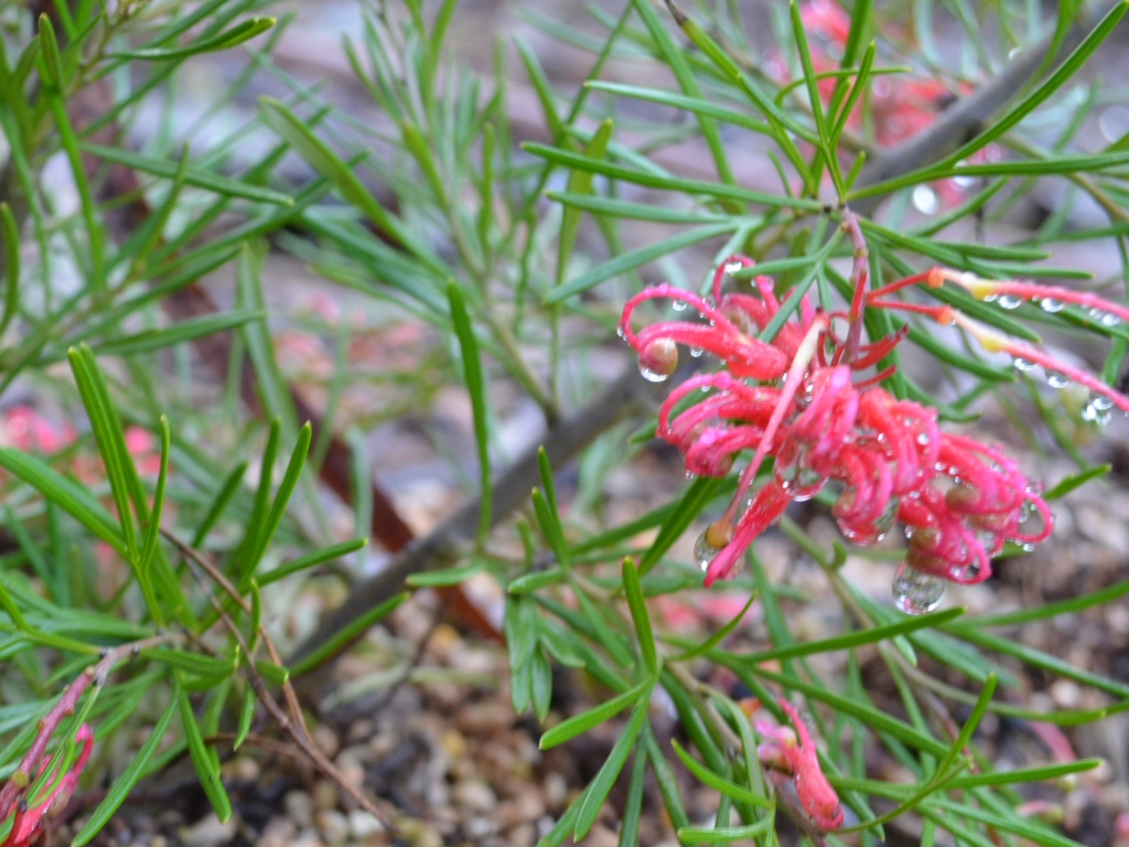Grevillea thelmanniana ‘Red Lantern’