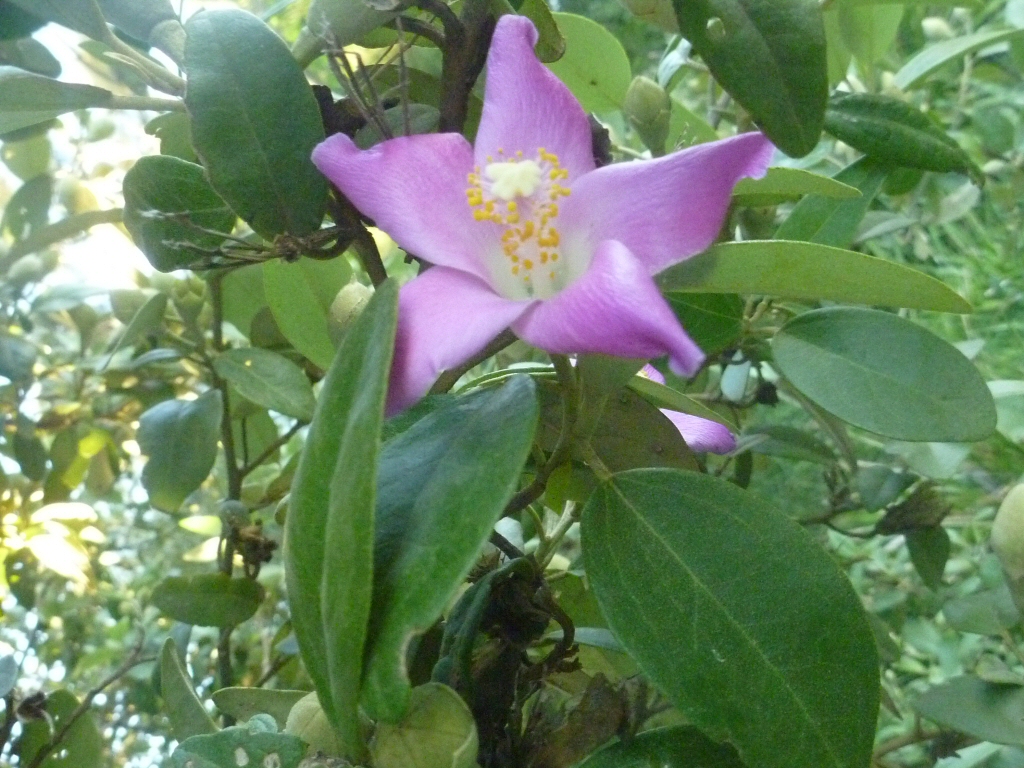 Lagunaria patersonia – Norfolk Island Hibiscus