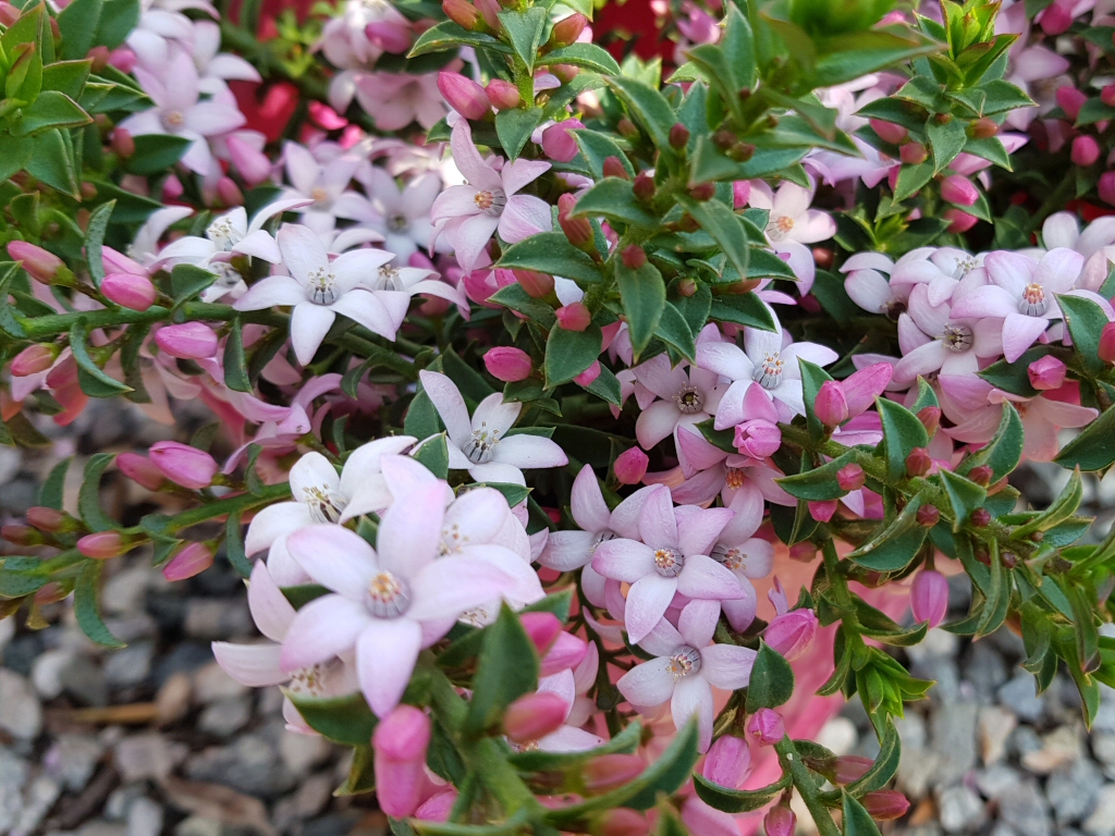 Philotheca buxifolia ‘Cascade Of Stars – Wax Flower