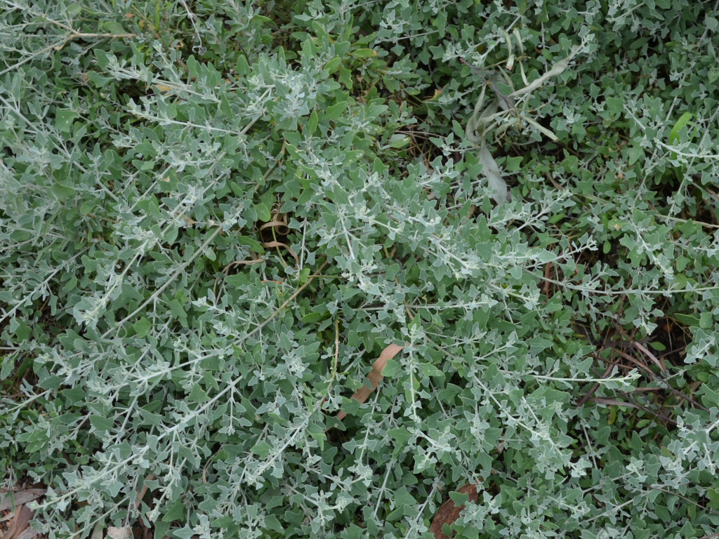 Rhagodia spinescens – Spiny Saltbush