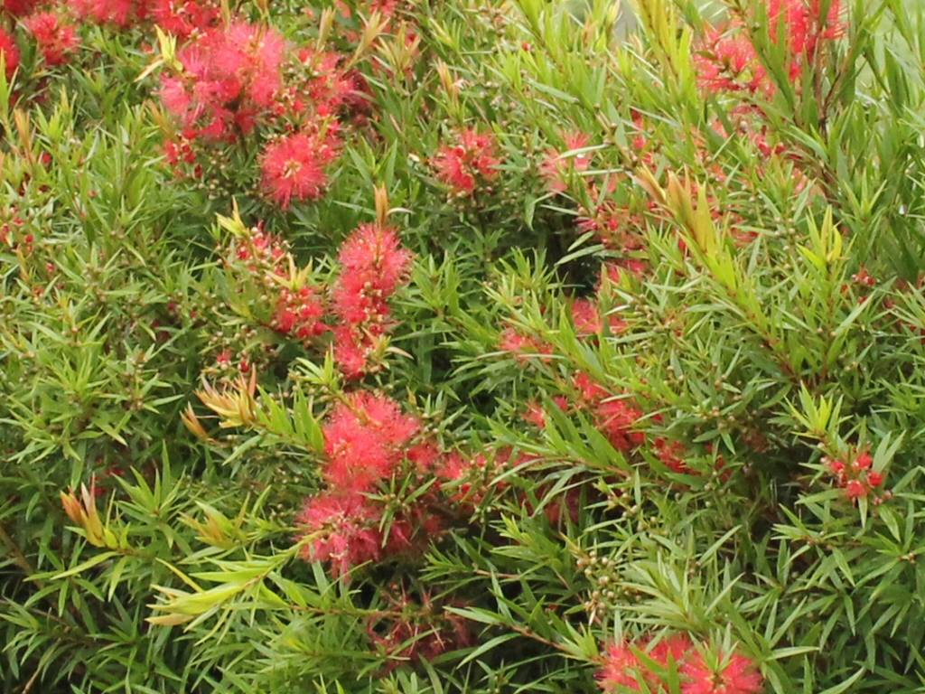Callistemon viminalis ‘Wildfire’ – Bottlebrush