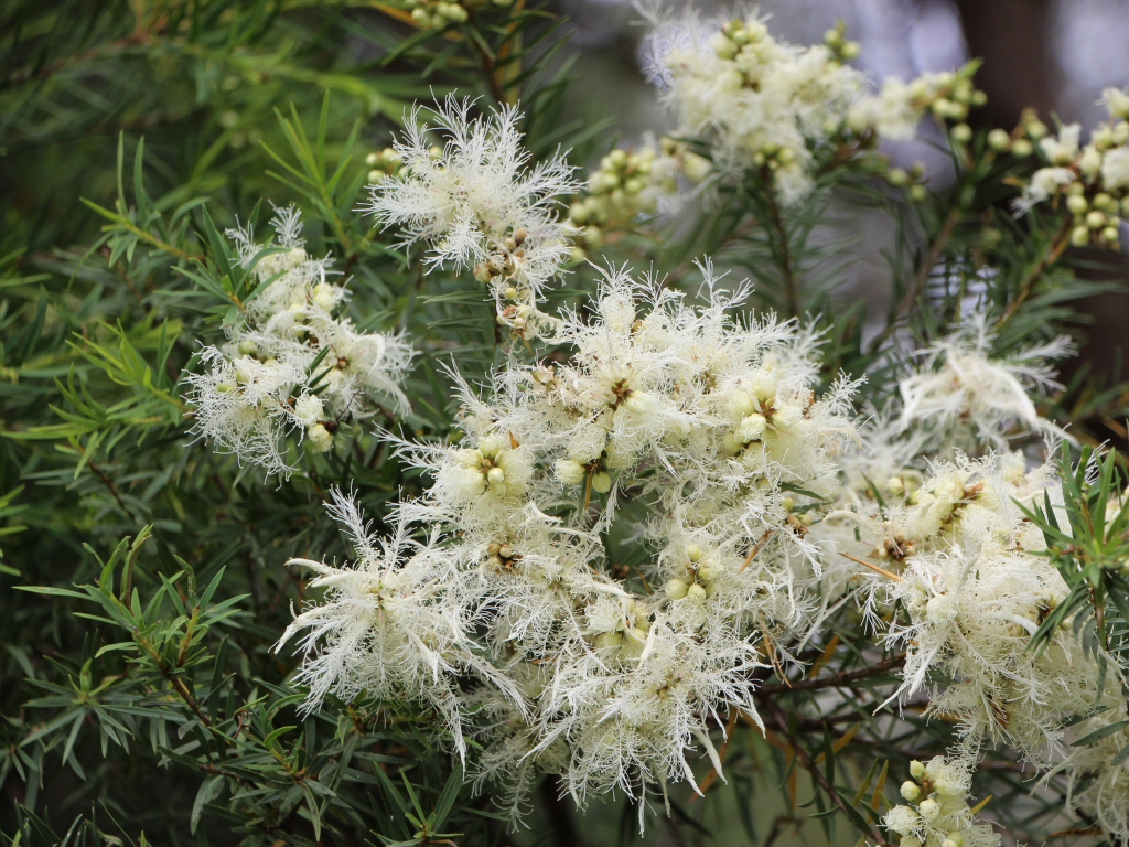 Melaleuca linariifolia ‘Seafoam’ – Paperbark