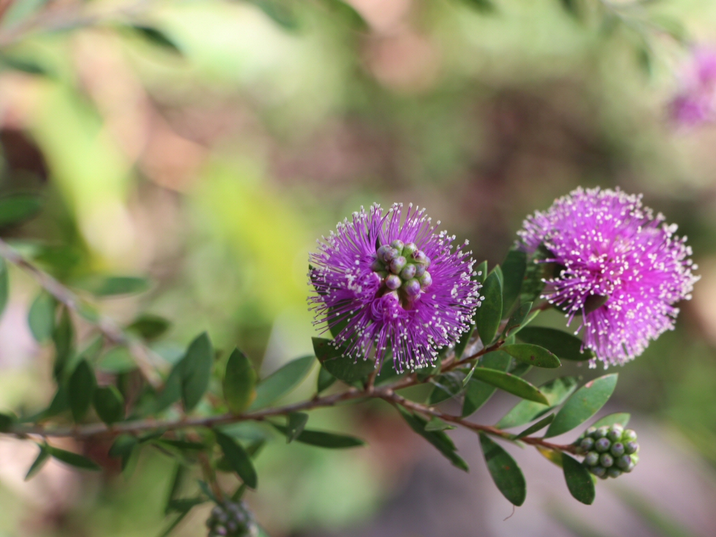 Melaleuca nesophila – Honey Myrtle
