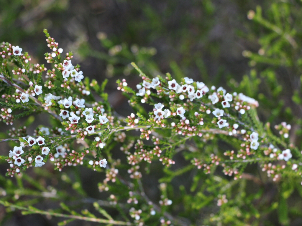 Micromyrtus ciliata – Fringed Heath Myrtle