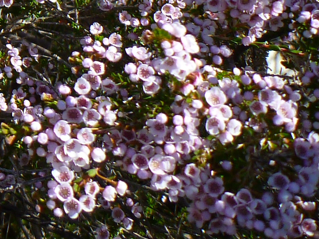 Thryptomene ‘Beths Pink’