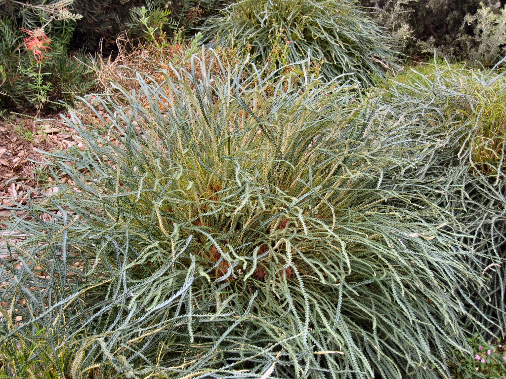 Banksia nivea – Honeypot Dryandra
