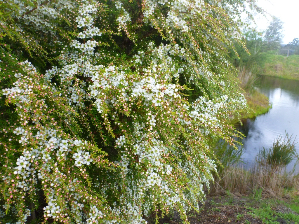 Leptospermum flavescens ‘Cardwell’ – Tea Tree