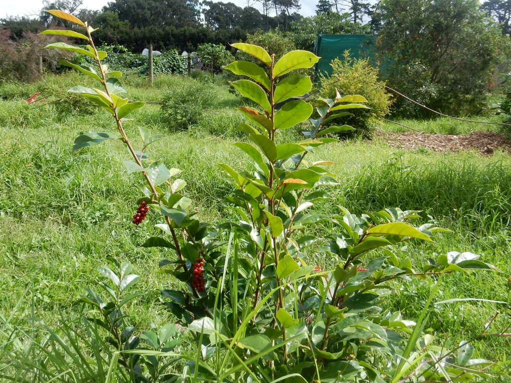 Antidesma erostre – Native Currant