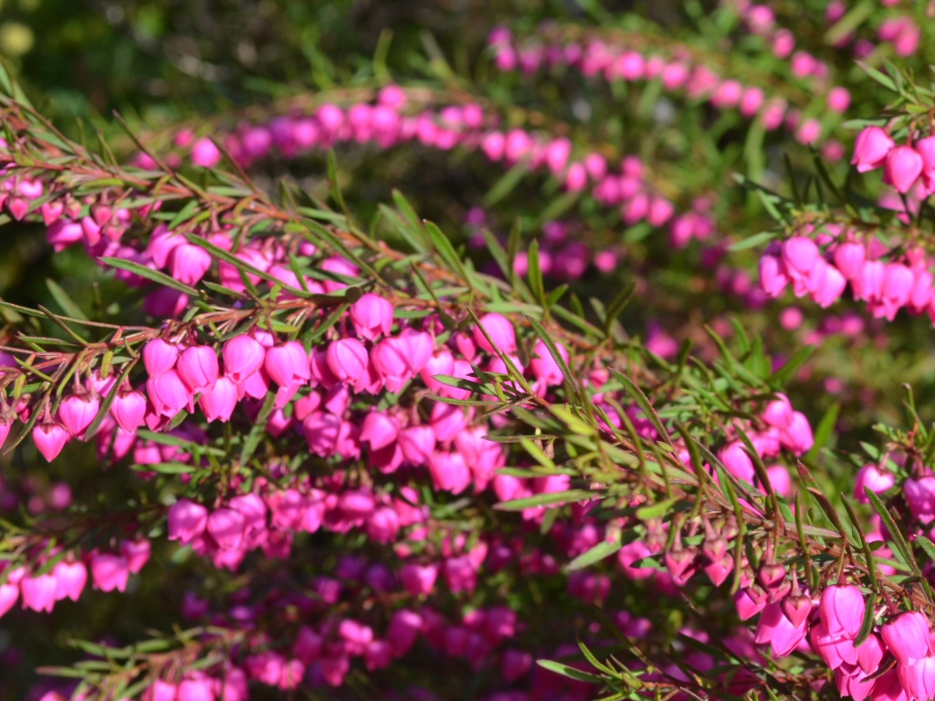Boronia heterophylla ‘Lipstick’