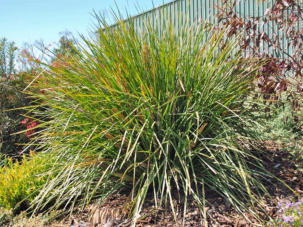Lomandra longifolia ‘Fine N Dandy’