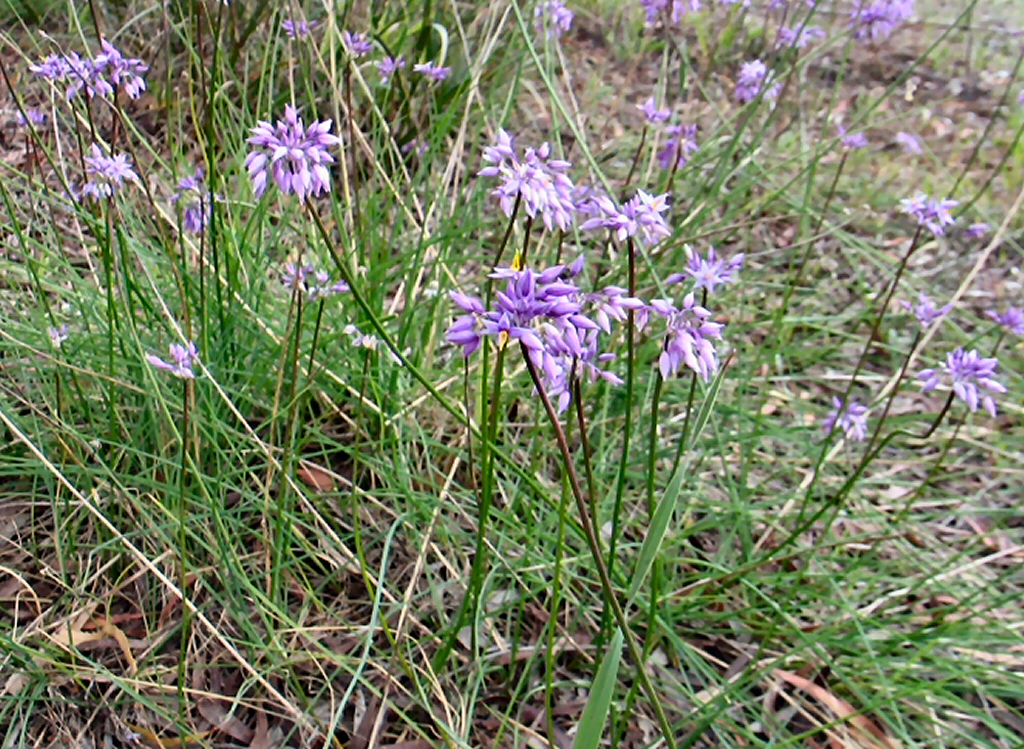 Sowerbaea juncea – Vanilla Lily