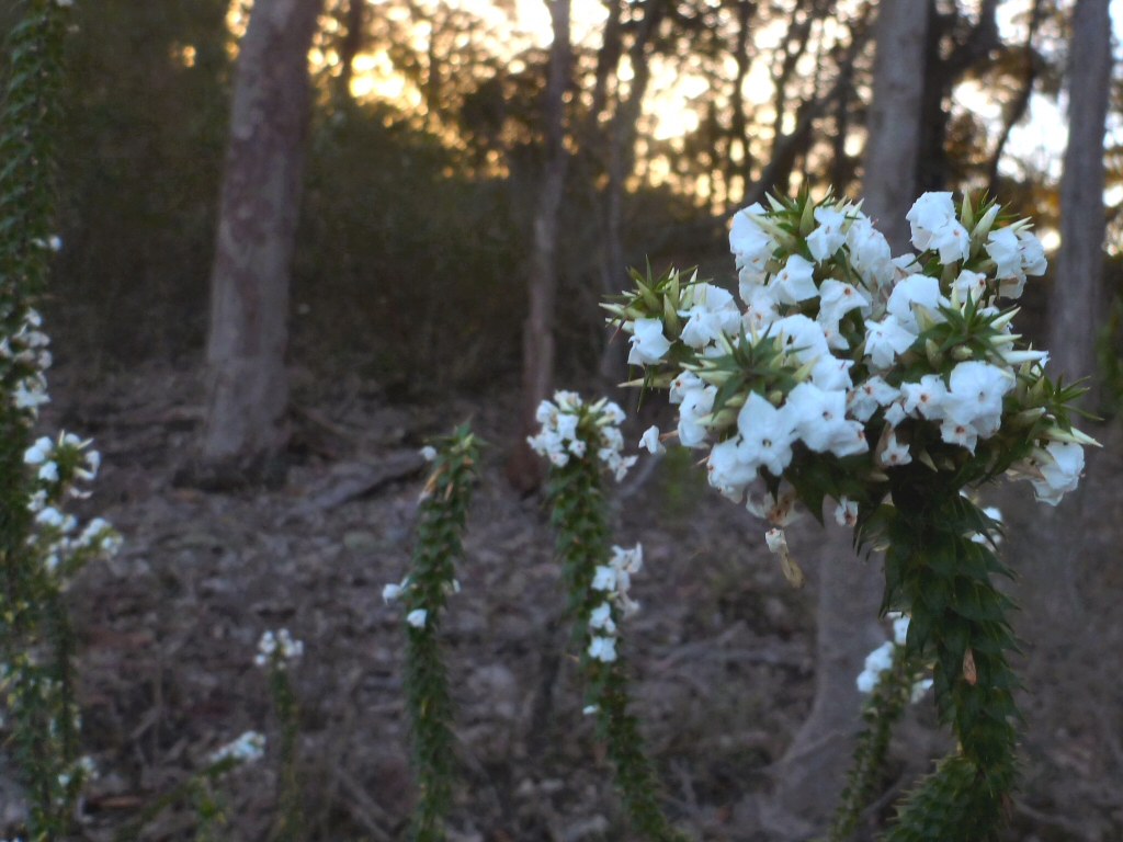 Woollsia pungens – Snow Wreath