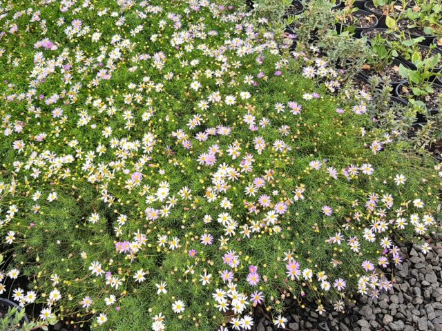 Brachyscome Mauve Mystery is an easy care plant