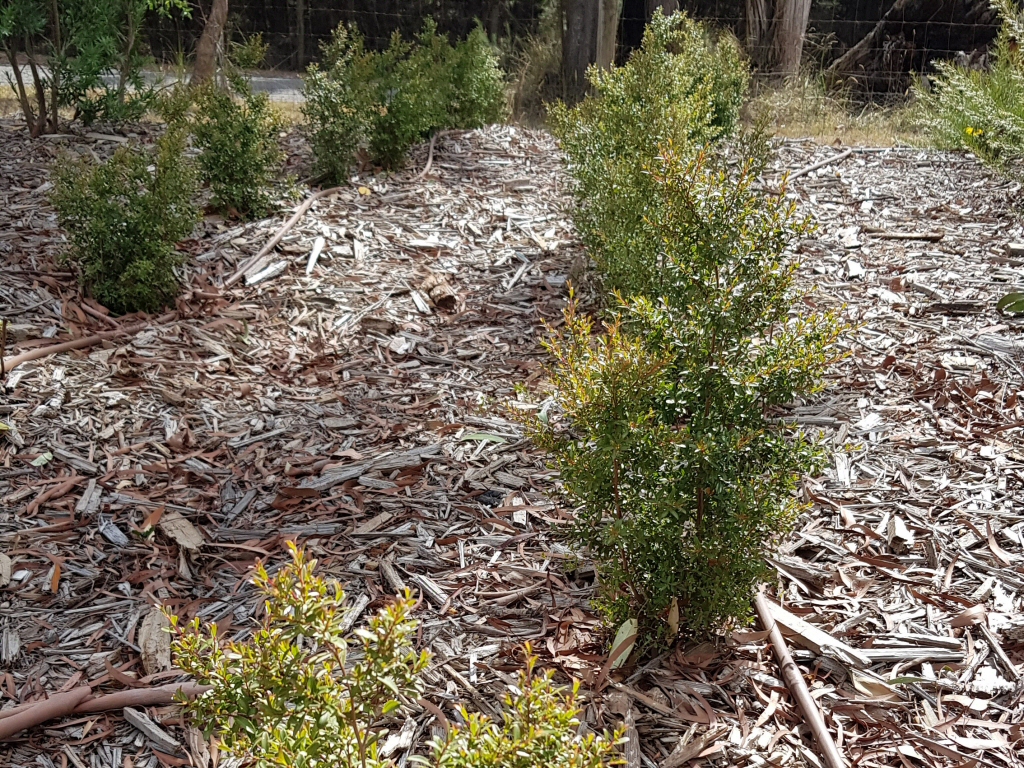 Leptospermum wooroonooran – Wooroonooran Tea Tree