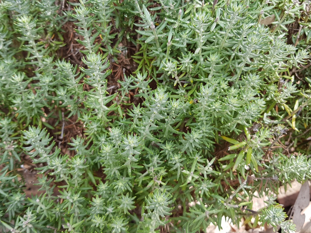 Westringia fruticosa ‘Funky Chunky’