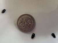 black beetles