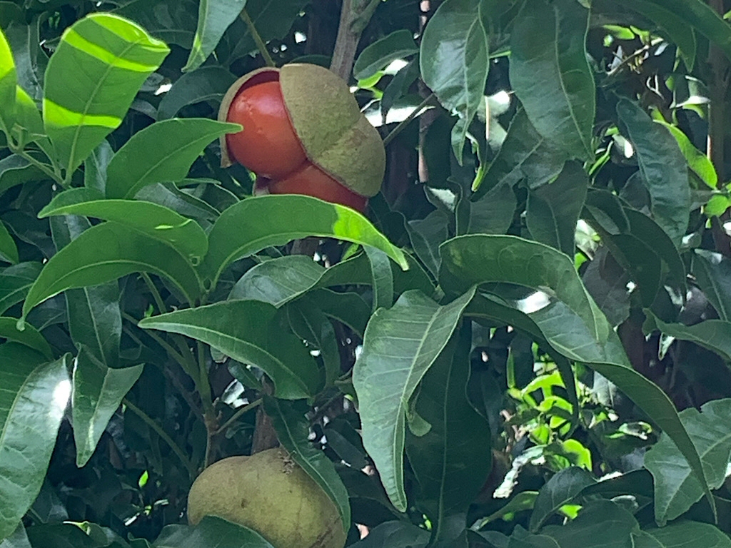 Diploglottis campbellii – Small Leaf Tamarind