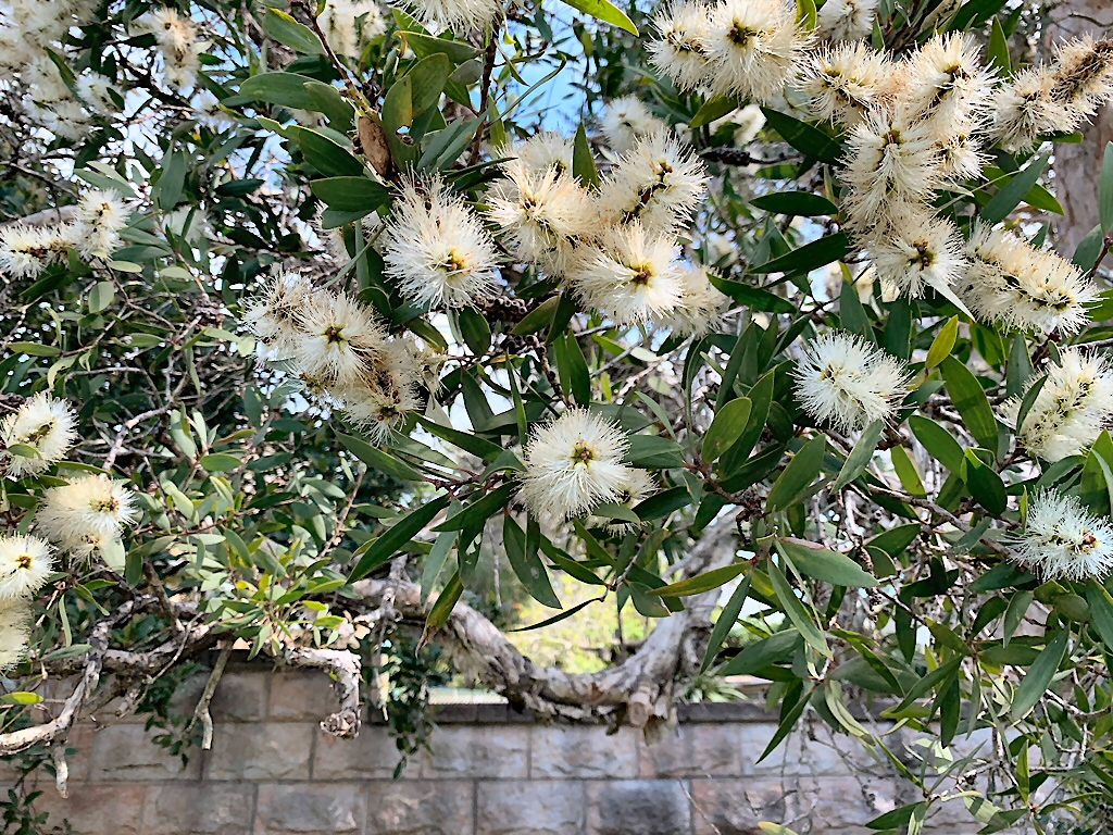 Melaleuca quinquenervia – Paperbark