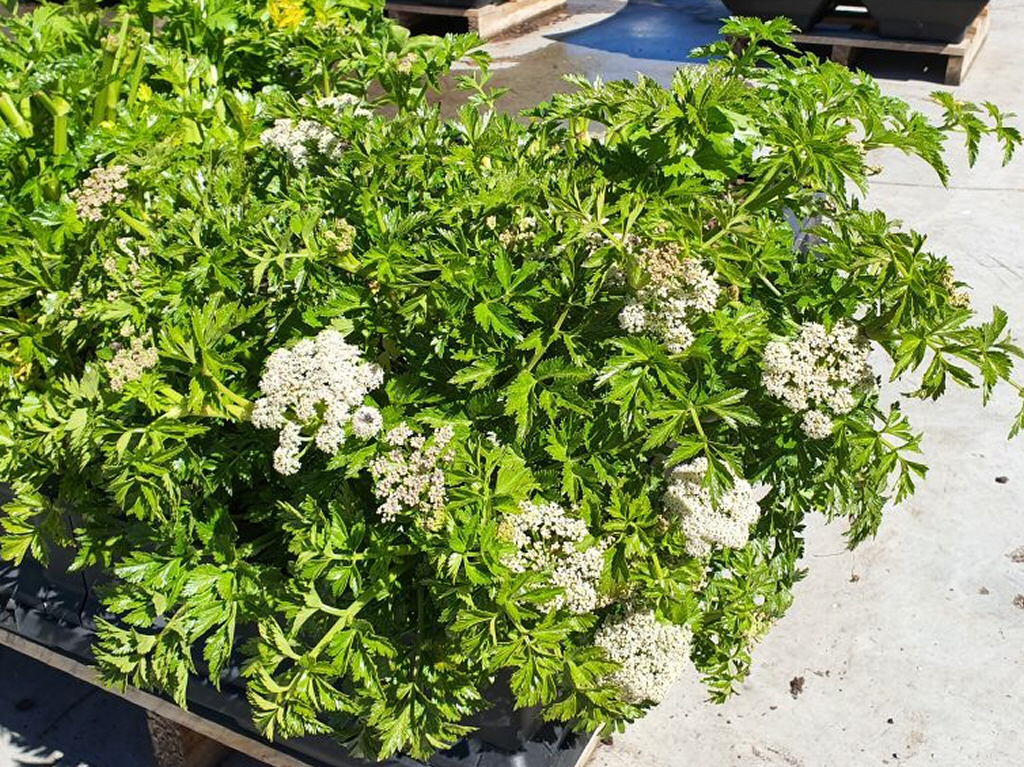 Apium insulare – Island Sea Celery