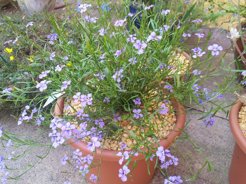 Dampiera trigona