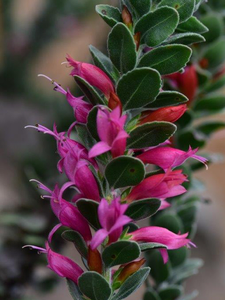 Eremophila hybrid ‘Beryl’s Gem’