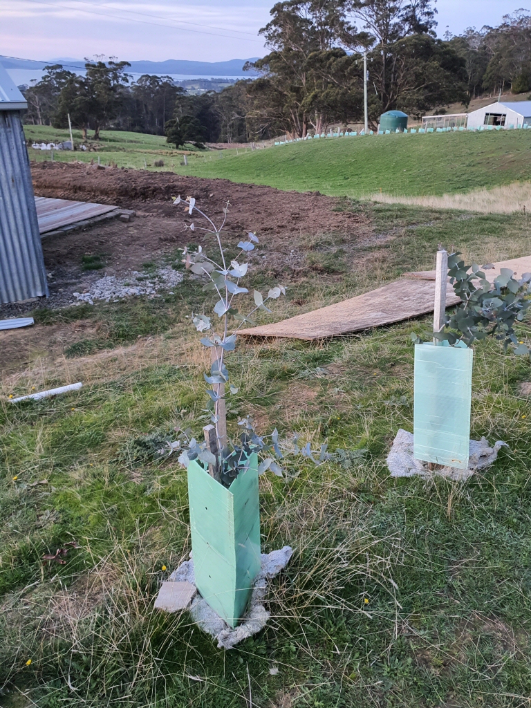 Newsletter #59 – May 2020 – More Trees Please!