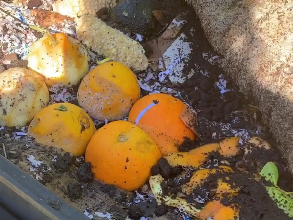 Myth Busting Worm Food – Citrus